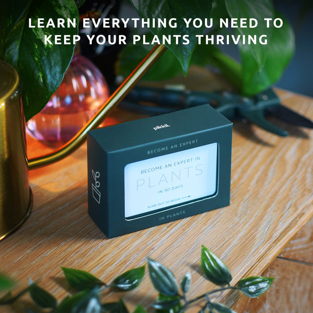 Become an expert in plants in 90 days slide box by Pikkii on side table with plants and watering can - learn everything you need to keep your plants thriving