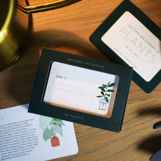 Become an expert in plants in 90 days slide box by Pikkii on side table top down view