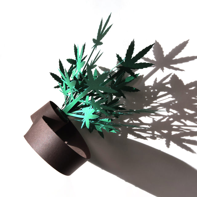 Roll Your Own Weed Plants