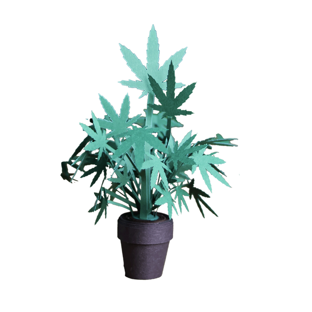 Roll Your Own Weed Plants