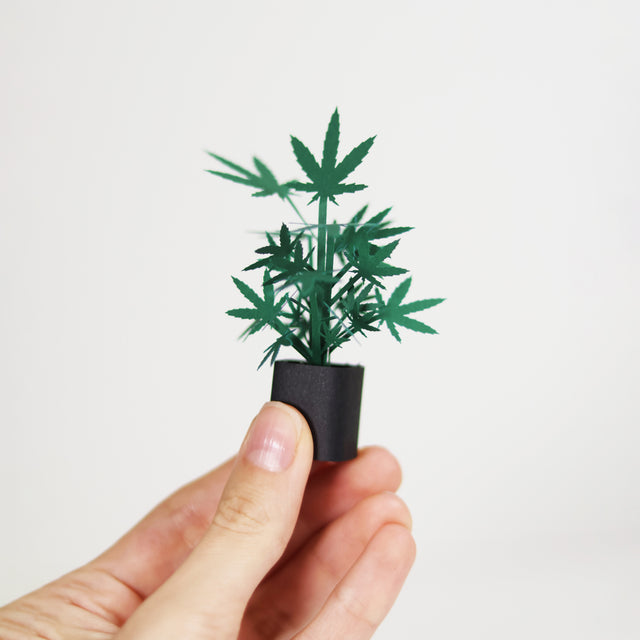 Roll Your Own Weed Plants