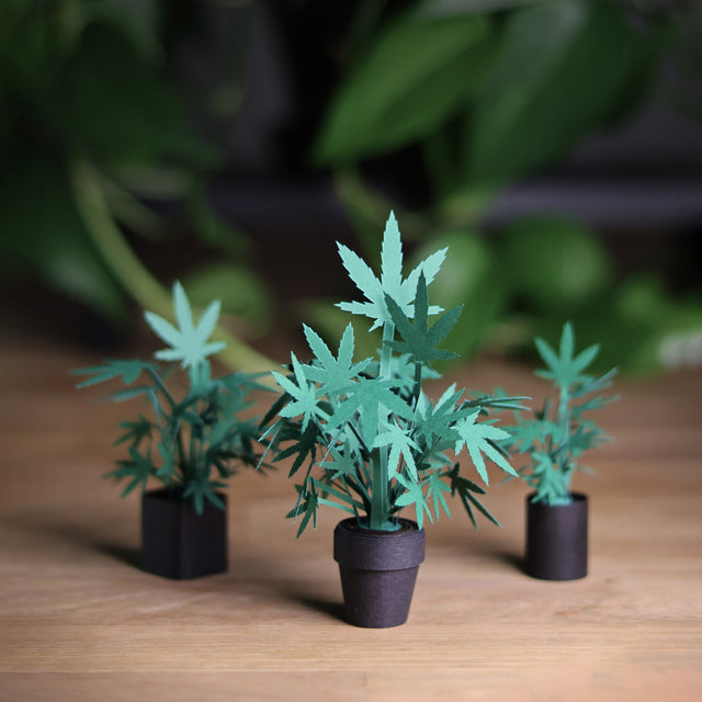 Roll Your Own Weed Plants