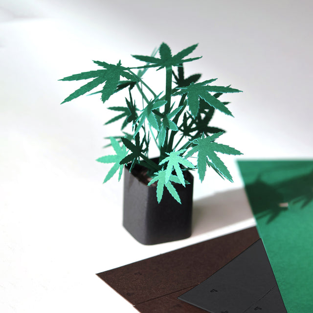 Roll Your Own Weed Plants