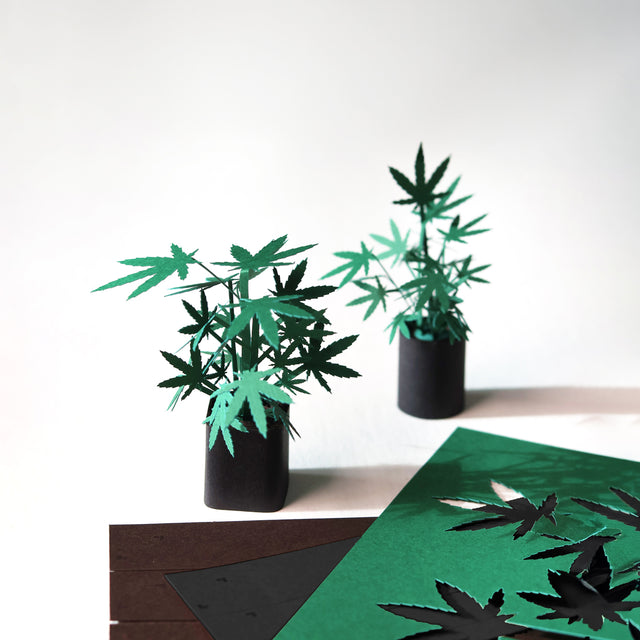 Roll Your Own Weed Plants