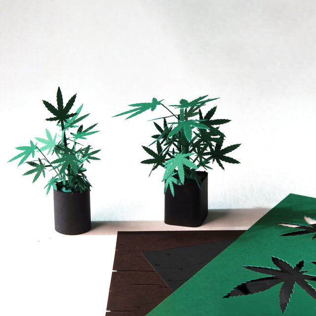 Roll Your Own Weed Plants