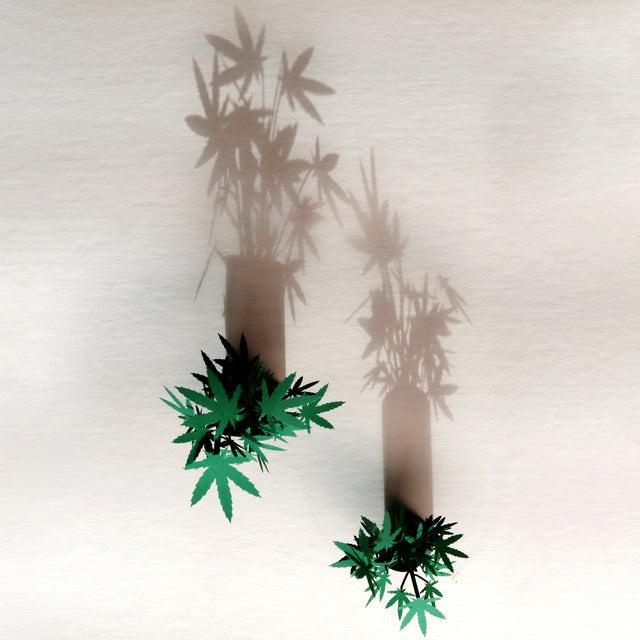 Roll Your Own Weed Plants