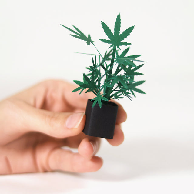 Roll Your Own Weed Plants