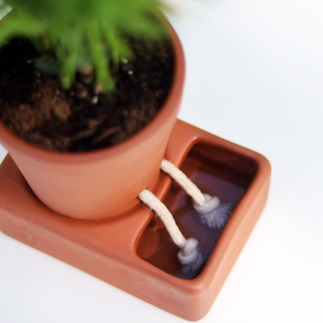 Self care planter by Pikkii top down view showing the cotton wicks in the base of water